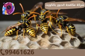 شركة مكافحة الدبور بالكويت