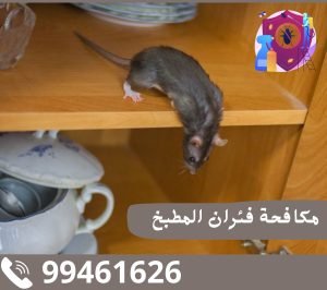 شركة مكافحة فئران المطبخ بالكويت