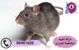 شركة مكافحة الفئران بالكويت