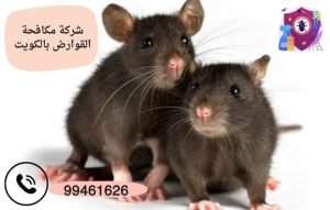 شركة مكافحة القوارض بالكويت