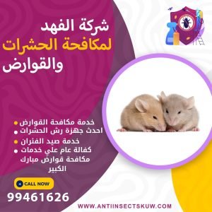 شركة مكافحة قوارض مبارك الكبير