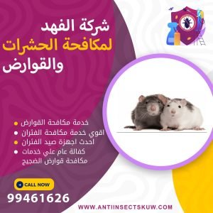 شركة مكافحة قوارض الضجيج