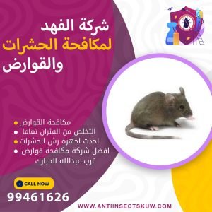شركة مكافحة قوارض غرب عبدالله المبارك