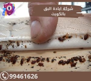 شركة ابادة البق بالكويت