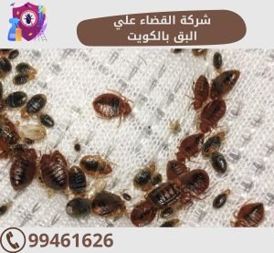 شركة القضاء علي البق بالكويت