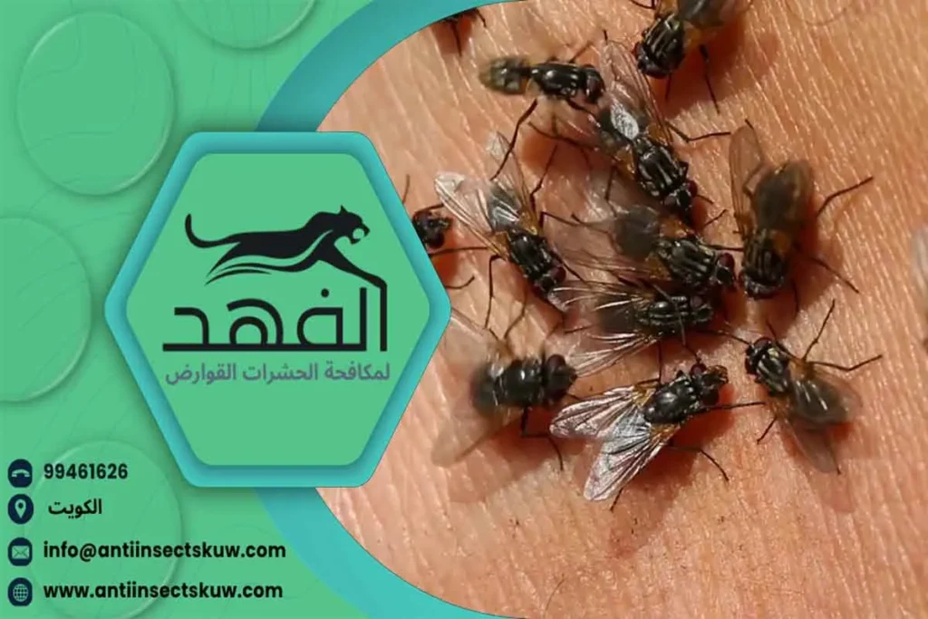 مكافحة الذباب شركة مكافحة الذباب
