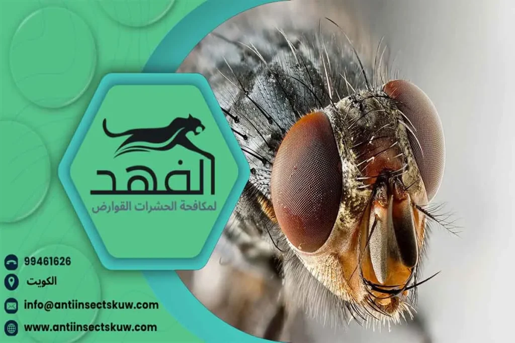 مكافحة الذباب شركة مكافحة الذباب