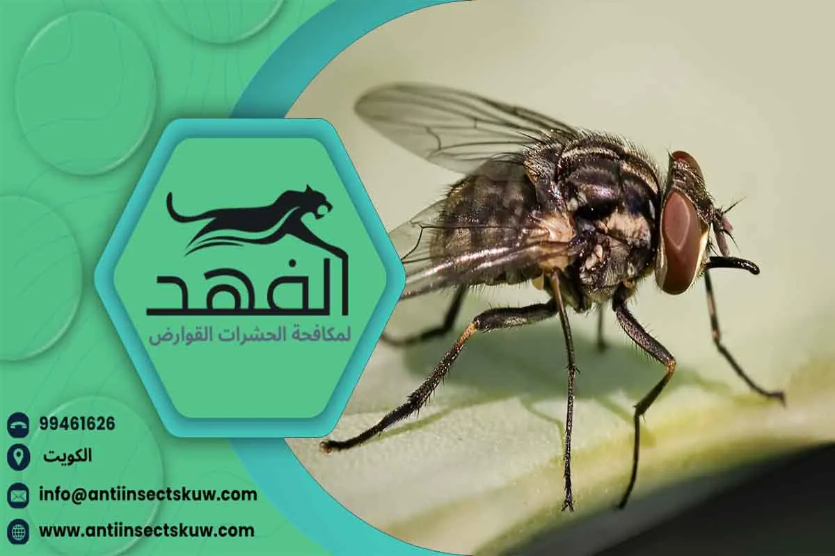 مكافحة الذباب شركة مكافحة الذباب