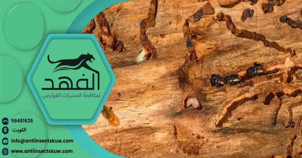 افضل طريقة لمكافحة النمل معالجة النمل الابيض علاج للنمل الابيض