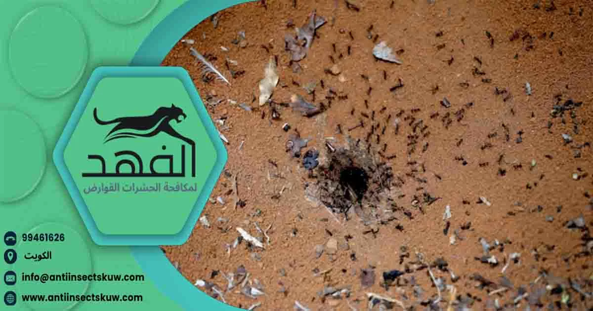 افضل طريقة لمكافحة النمل معالجة النمل الابيض علاج للنمل الابيض