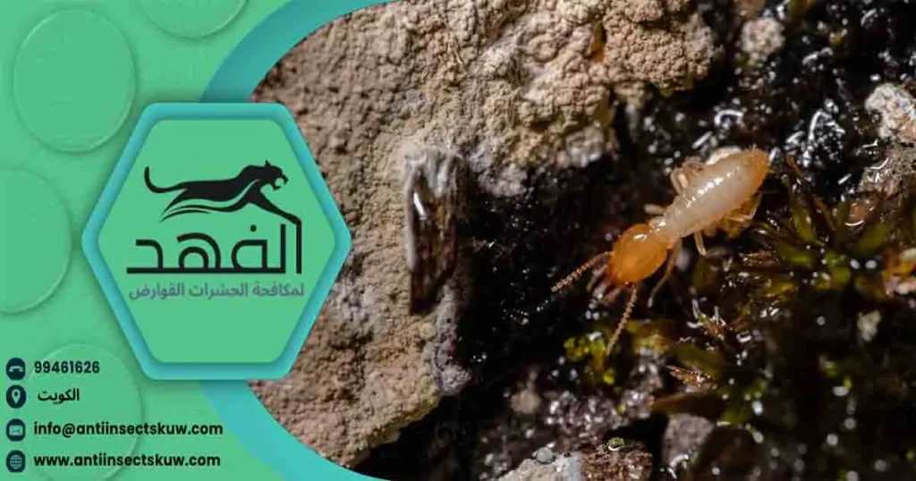 طرق مكافحة الارضة في المنزل
مكافحة الارضه في المنزل
مكافحة النمل الابيض في البيت
مكافحة الارضة في البيت