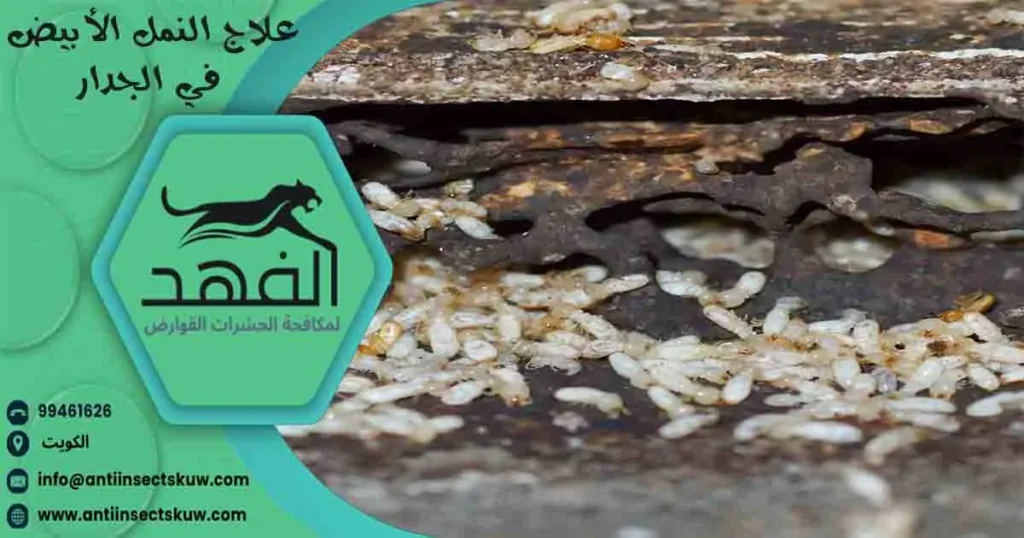 علاج النمل الأبيض في الجدار