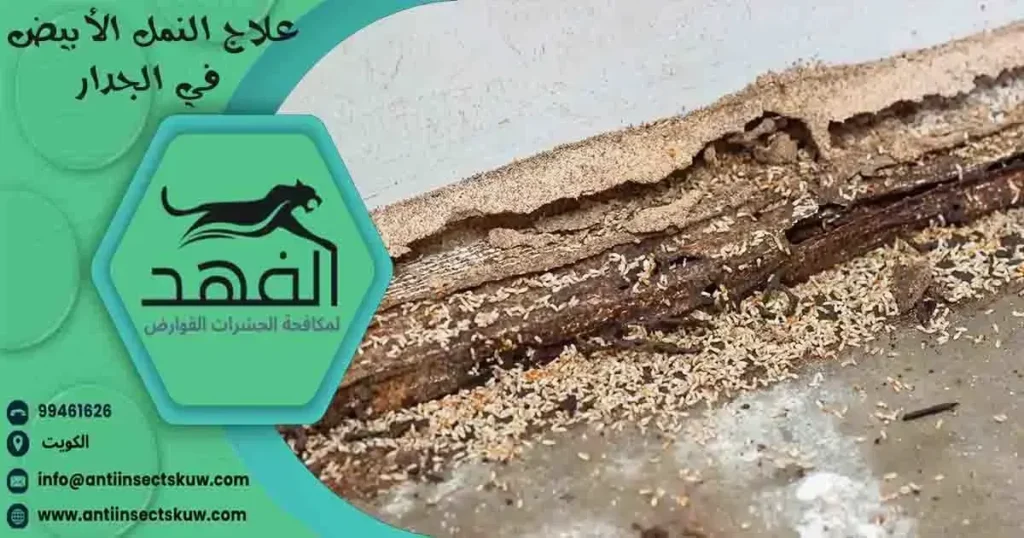 علاج النمل الأبيض في الجدار