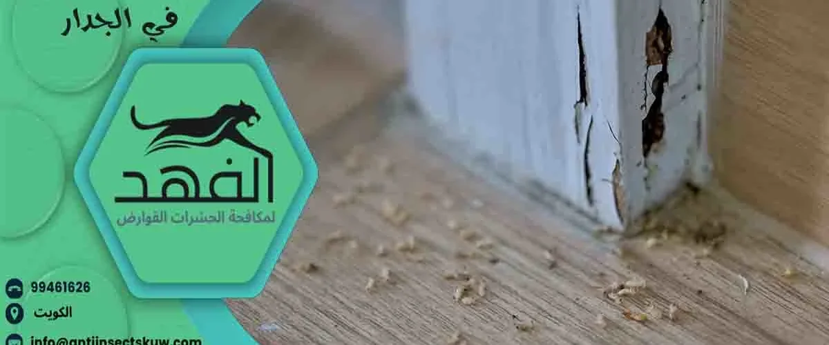 علاج النمل الأبيض في الجدار