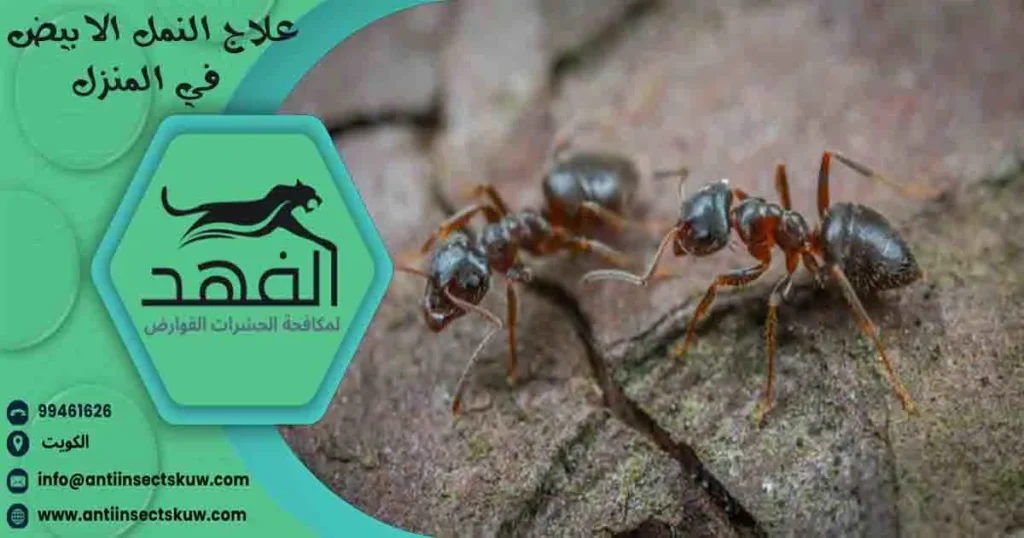 علاج النمل الابيض في المنزل
