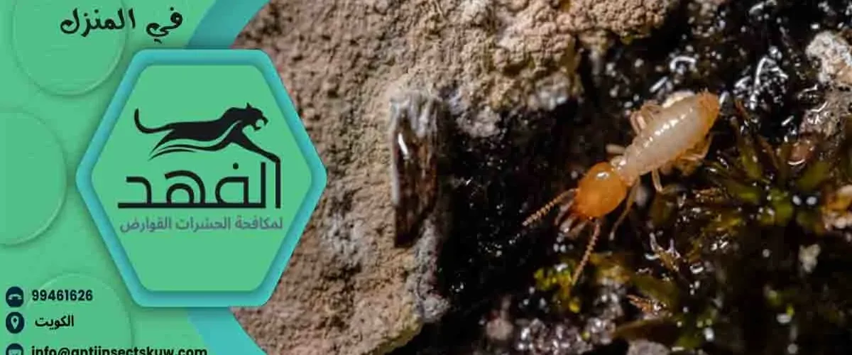 علاج النمل الابيض في المنزل