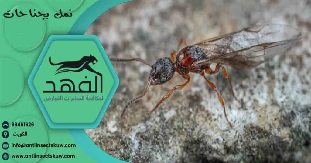نمل بجناحات
نمل بجناح
