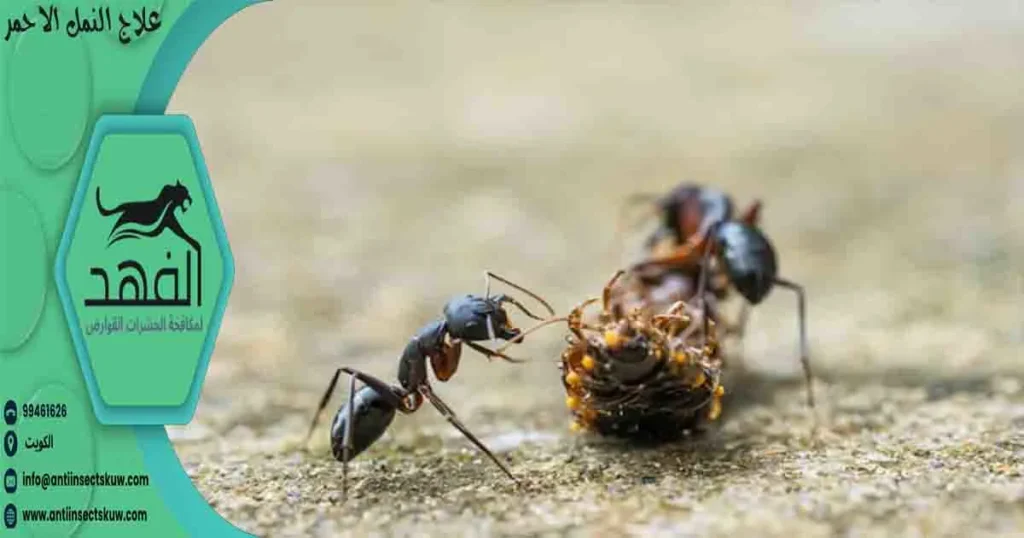 علاج النمل الاحمر